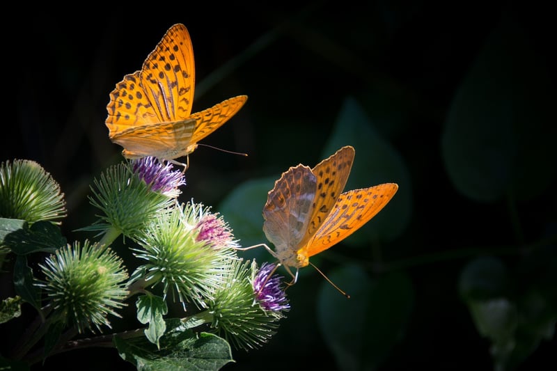 Butterfly Effect Escapades